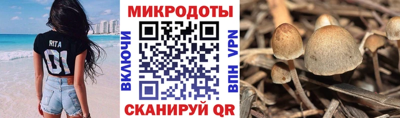 Псилоцибиновые грибы Psilocybine cubensis  mega   Устюжна 